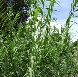 La caña